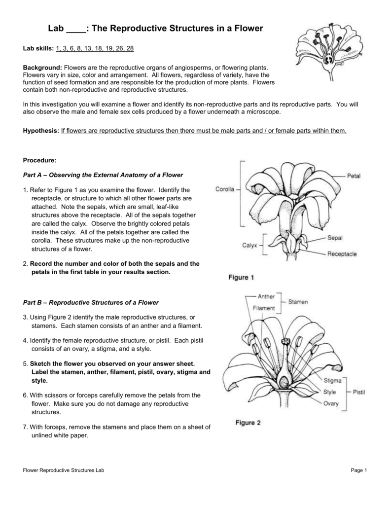 Flower Structure And Reproduction Worksheet Answers