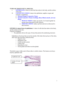 1a epithelial and connective tissues for lab NU