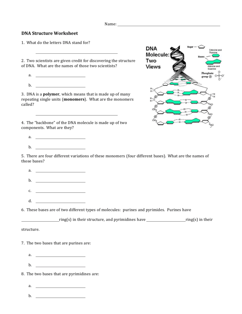 Worksheet 11 - DNA Structure In Dna Structure Worksheet Answer Key