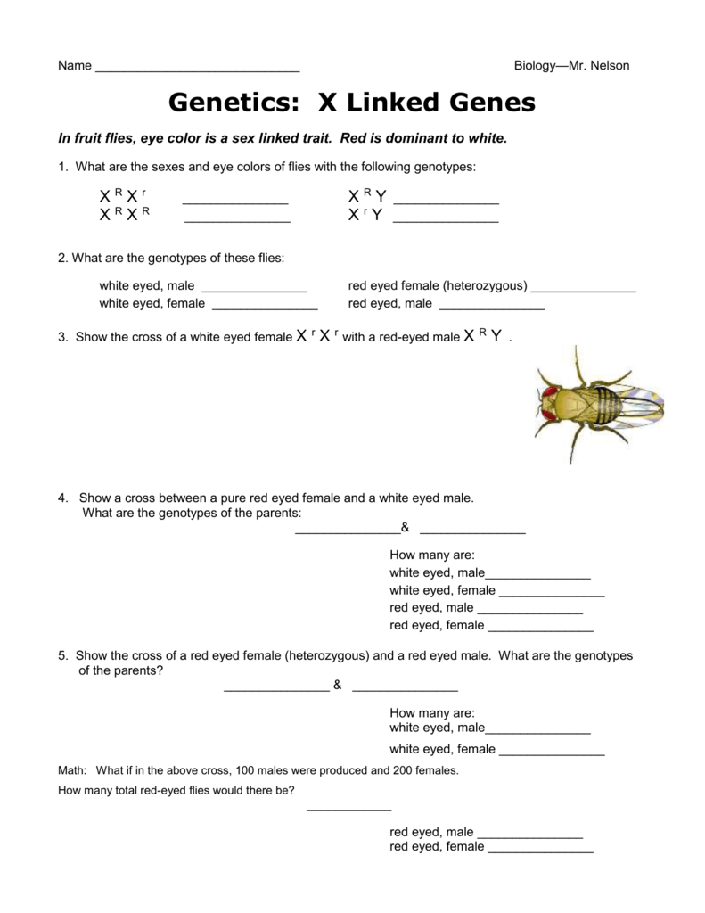 X Linked Genetics In The Calico Cat Worksheet Answers 4554