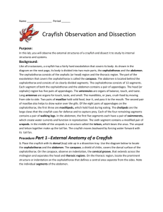 Crayfish Dissection