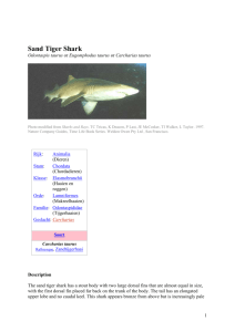 Sand Tiger Shark