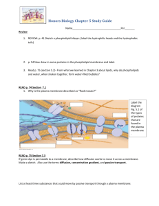 Honors Biology Chapter 5 Study Guide p. 3