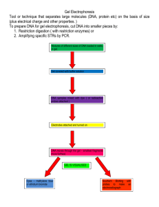 Gel Electrophoresis flow chart