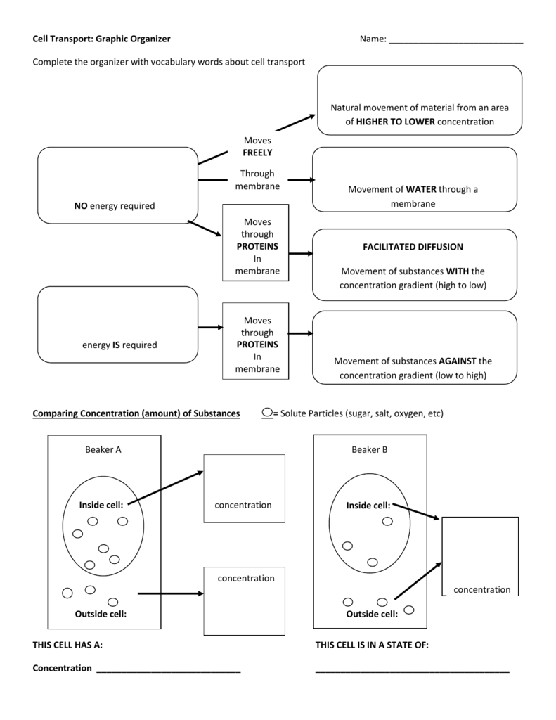 Cellular Transport Worksheet Answer Key