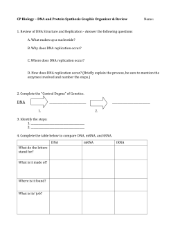 RNA and Protein Synthesis