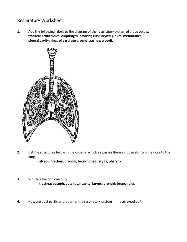 Respiratory Worksheet 