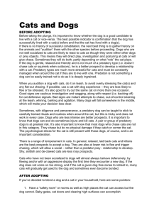Cats and Dogs - Great Shakes Dog Training
