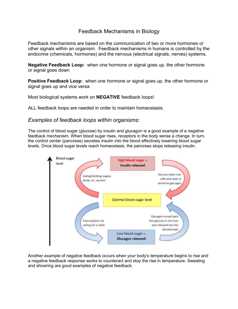 Feedback Mechanisms Note Set