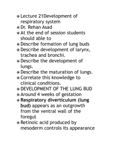Respiratory diverticulum (lung bud)