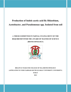 Production of Indole acetic acid By Rhizobium, Azotobacter, and