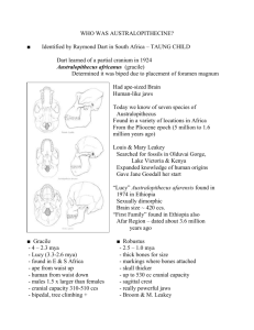 Australo, Homo habilis, homo erectus notes
