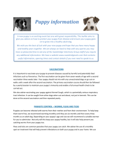 Puppy Leaflet - Swanbridge Vets