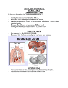 liver lobule