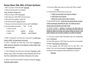 Review Sheet for Unit 7: DNA, RNA, & Protein Synthesis