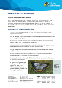 Wattles of the City of Whittlesea (Accessible Word
