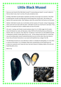 Mirren- Little black mussels
