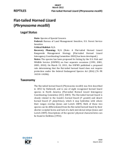 Flat-tailed Horned Lizard