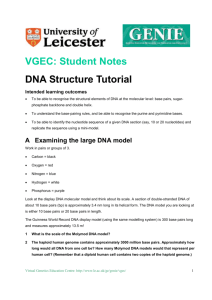 DNA structure tutorial