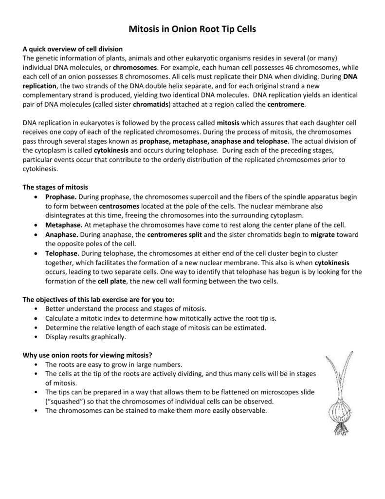 Why are onion root tips used to view mitosis