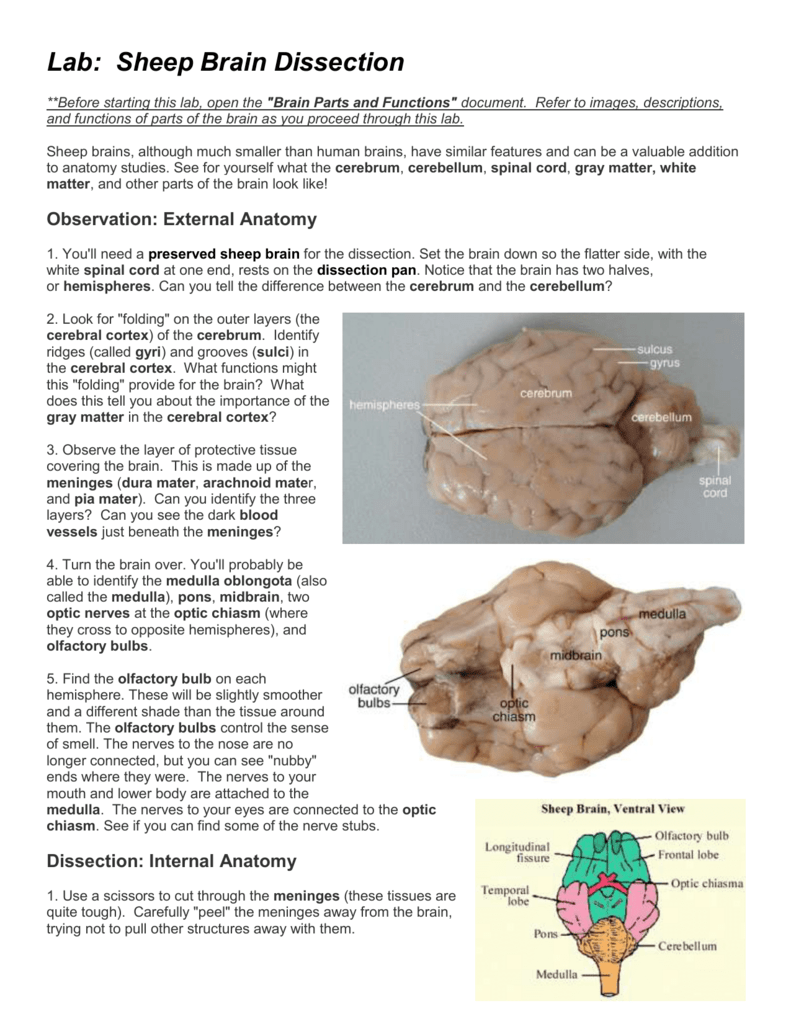 Lab Sheep Brain Dissection word 