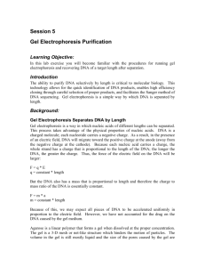 Gel Electrophoresis Purification