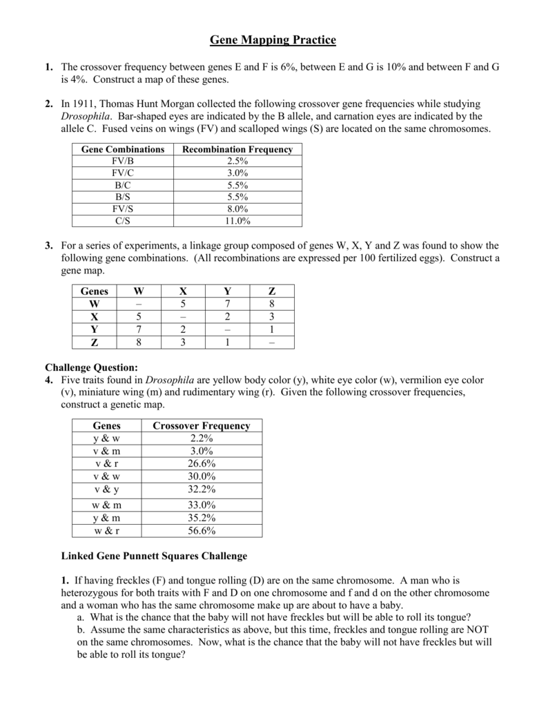 Gene Mapping Worksheet Printable Word Searches