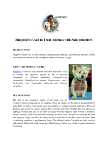 Simplicef is Used to Treat Animals with Skin Infections