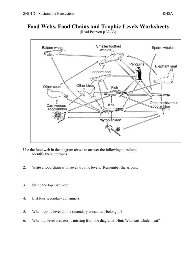 25 Food Webs Chains Trophic Levels WS With Food Web Worksheet Answers