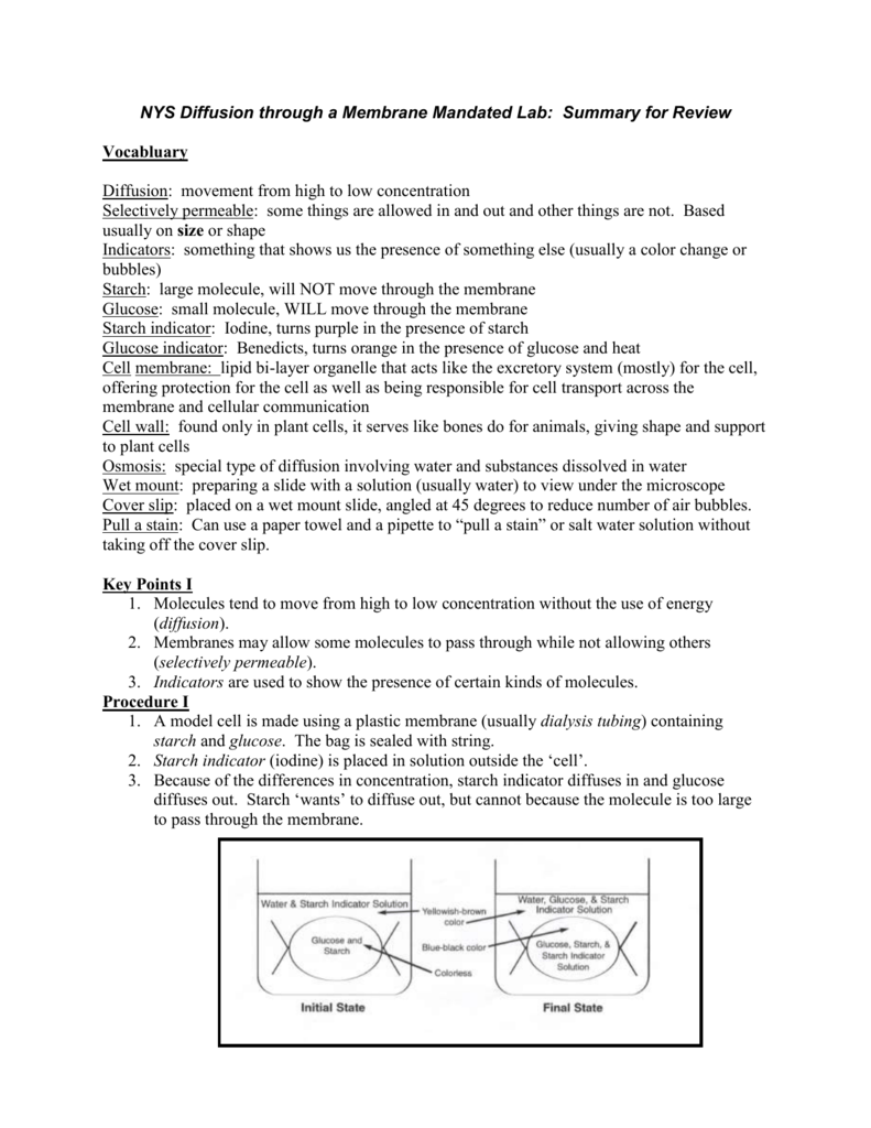 nys-diffusion-through-a-membrane-state-lab-review-notes