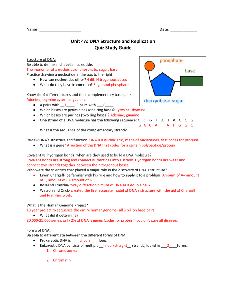 Unit 4A DNA Structure And Replication Quiz Study Guide