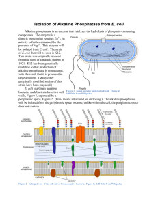 Isolation of Alkaline Phosphatase from E. coli