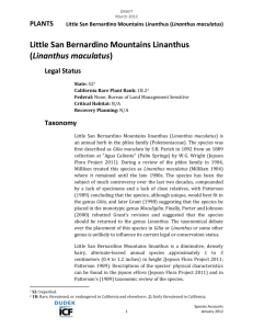 Little San Bernardino Mountains Linanthus
