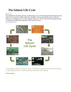 The Salmon Life Cycle.1