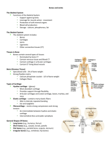 Bones and Joints The Skeletal System Functions of the Skeletal
