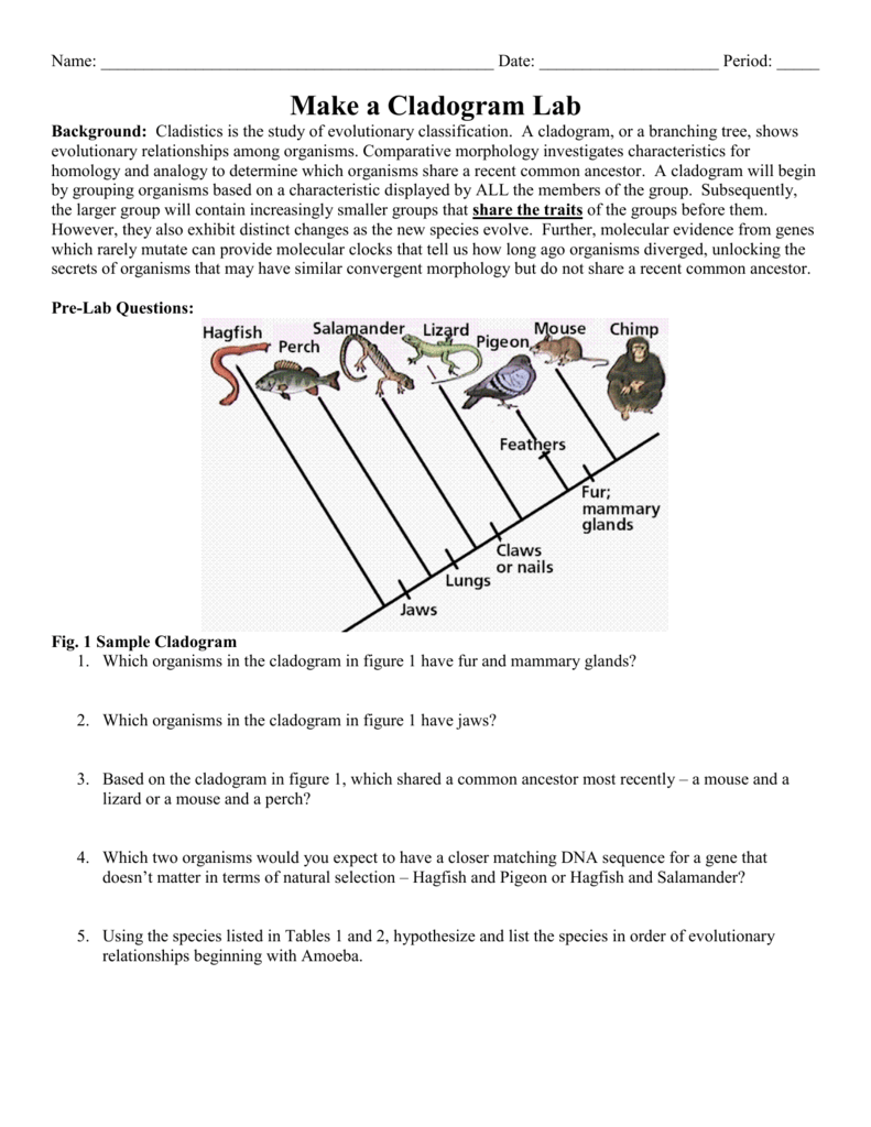 Cladogram Activity