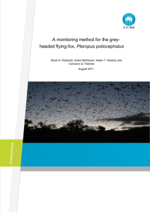 A monitoring method for the grey-headed flying