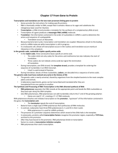 Chapter 17 From Gene to Protein