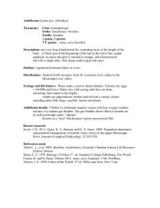 Amiiformes (Latin ami- (friendly)) Taxonomy: Class Actinopterygii