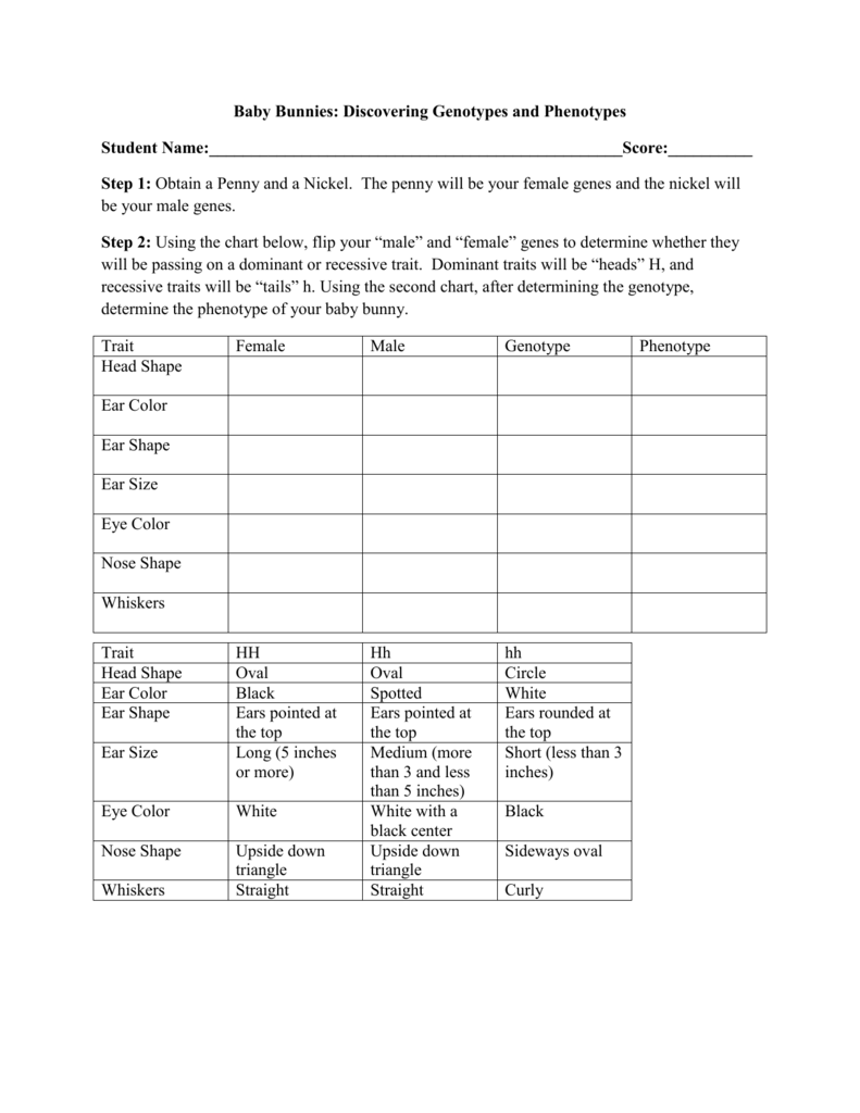 Baby Bunny Genetics Worksheet For Genotypes And Phenotypes Worksheet Answers
