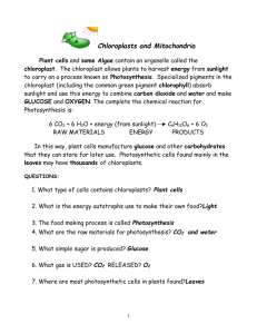Chloroplasts And Mitochondria