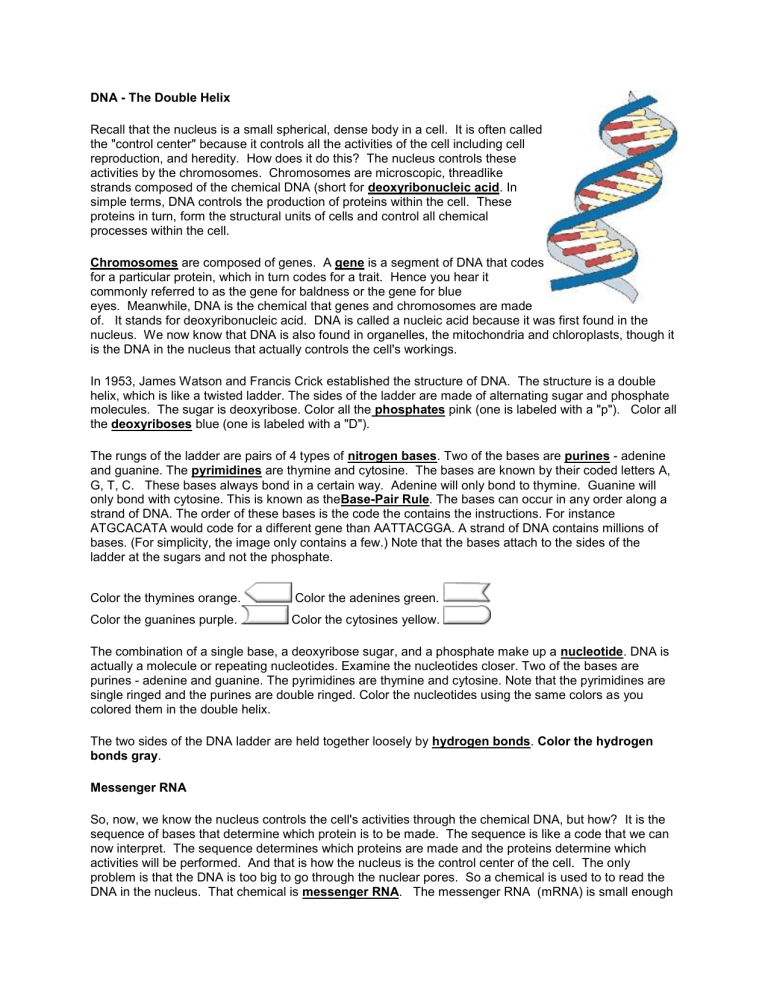 DNA Colouring and Replication