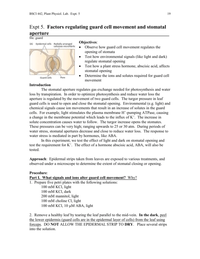 number-of-stomata