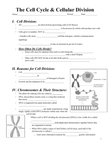 The Cell Cycle Review Worksheet