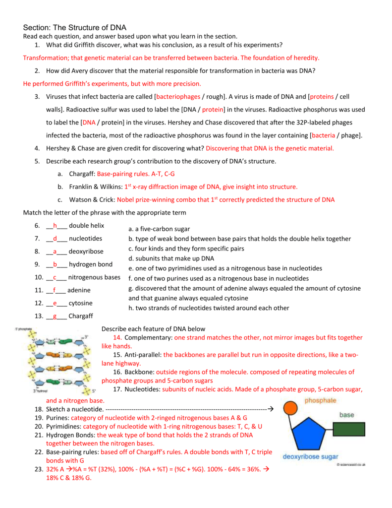 Answers Regarding Nucleic Acids Worksheet Answers