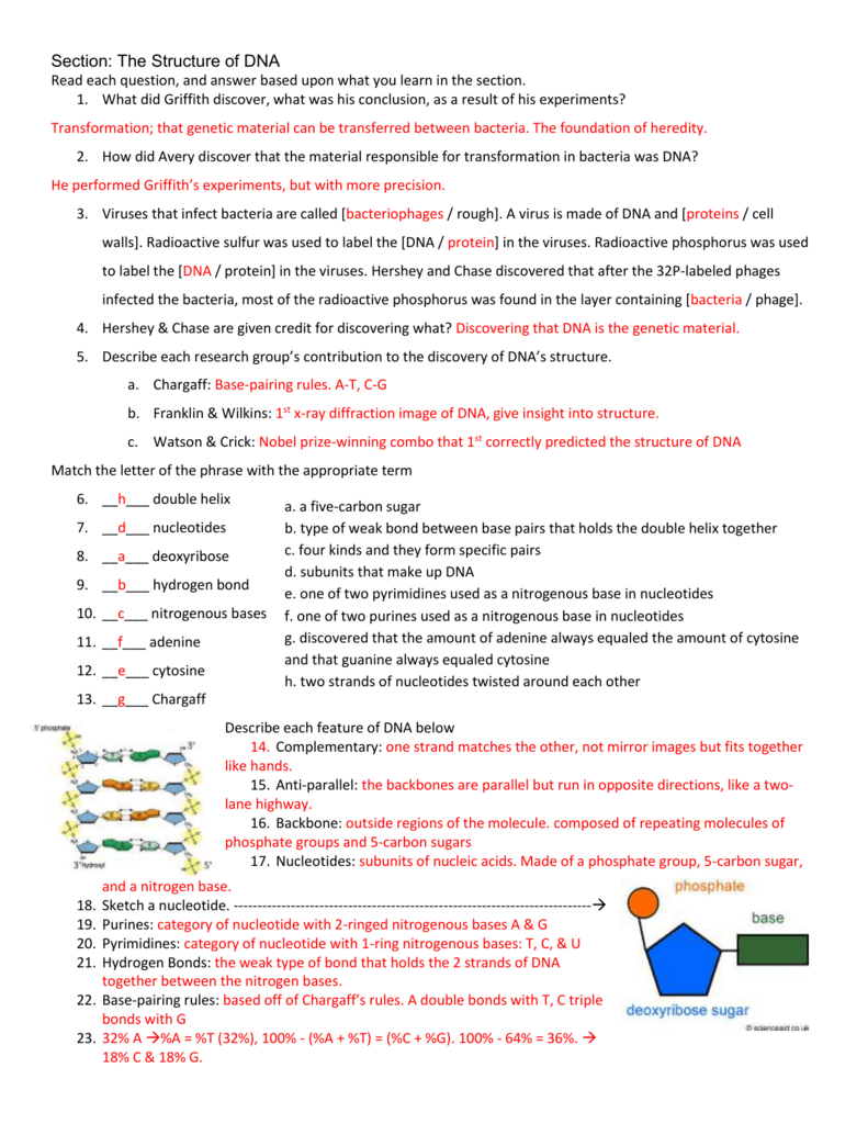 Dna Structure Worksheet Answer - Promotiontablecovers