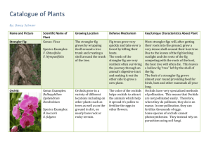 Catalogue of Plants