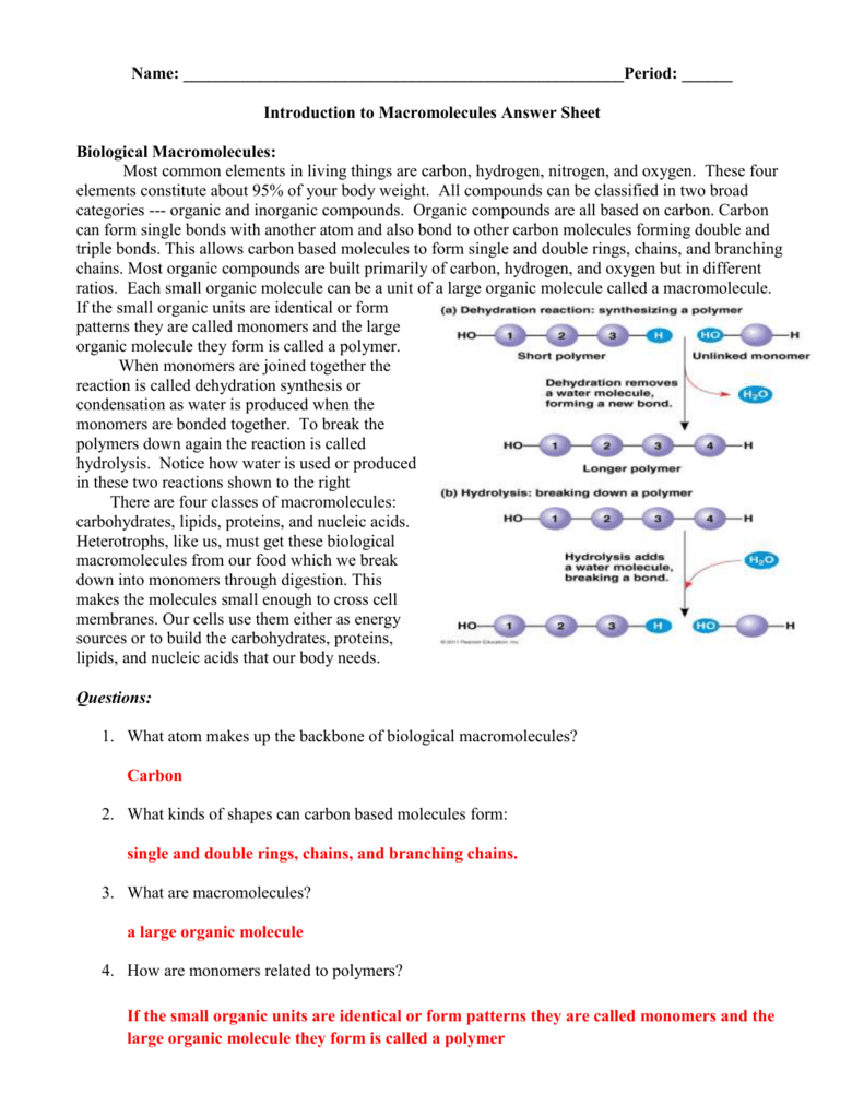 Biological Molecules Worksheet Answers