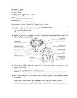 Reproductory System