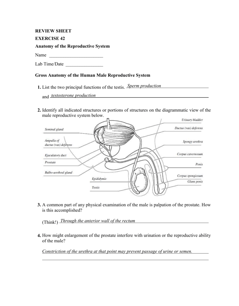 Anatomy Of The Reproductive System Review Sheet Exercise 27 Online Degrees 